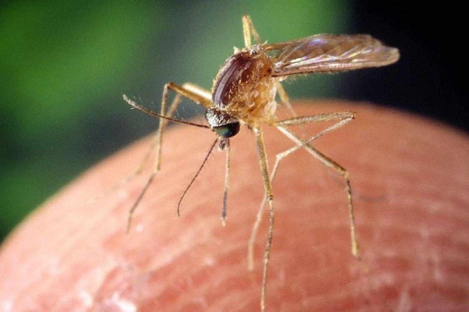 O vírus transmitido por mosquitos que se espalha pelos EUA e pela Europa sem cura ou vacina